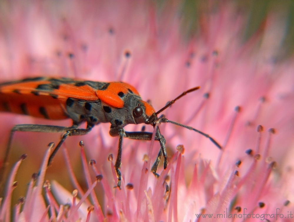 Campiglia Cervo (Biella, Italy) - Probably Lygaeus simulans on Sedum flowers